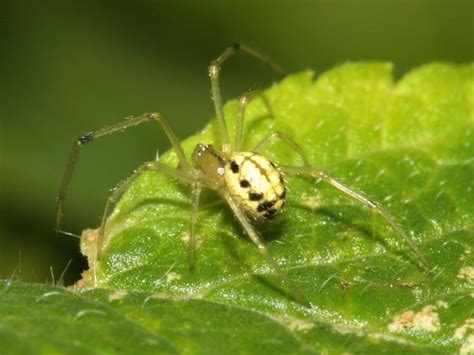 Enoplognatha Ovata Alchetron The Free Social Encyclopedia