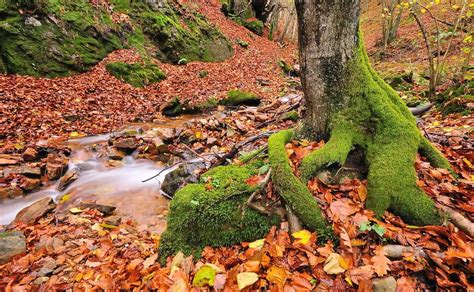 Los Bosques M S Bellos De Asturias En Los Que Perderte Este Oto O El