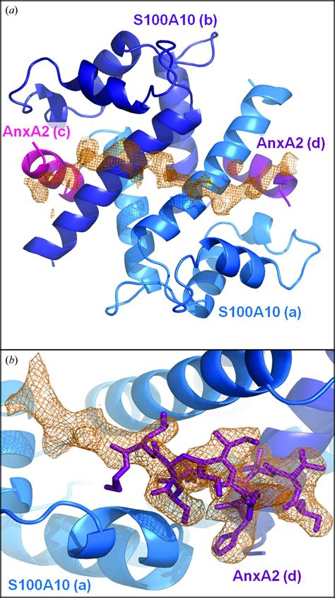 Iucr Structure Of A C Terminal Ahnak Peptide In A Complex With