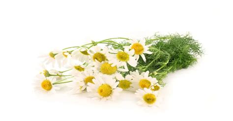 Feverfew Vs Chamomile Medicinal Giy Plants