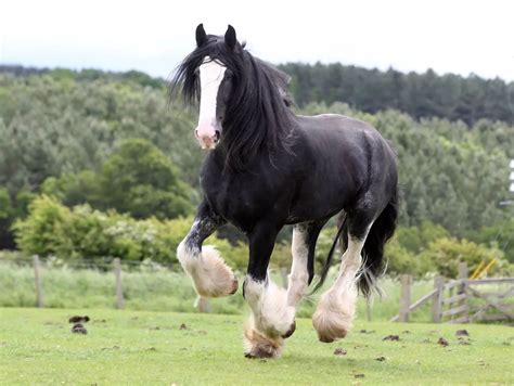 Northumberland Heavy Horse Breeding Programme Welcomes First Black