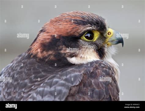 Peregrine Lanner Falcon Cross Hi Res Stock Photography And Images Alamy