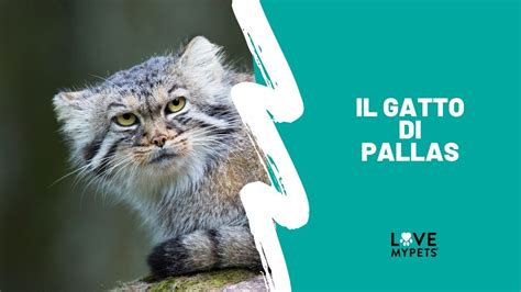 Il Gatto Di Pallas YouTube