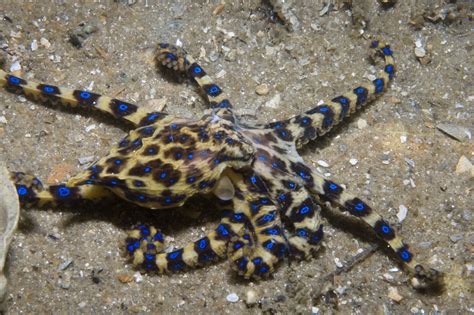 Blue Ringed Octopus Wallpapers Wallpaper Cave