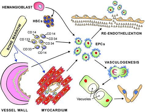 Endothelial Progenitor Cells Circulation Research