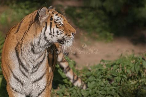 Beautiful Siberian Tiger Looking for Prey Stock Photo - Image of ...