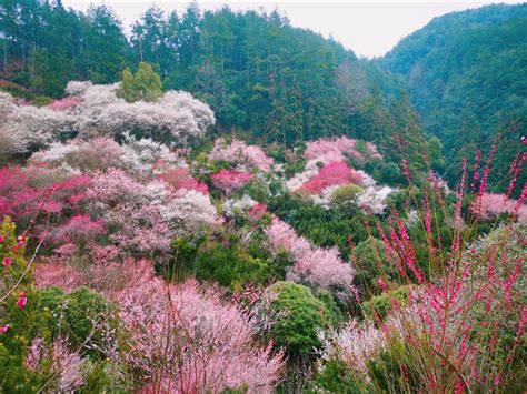 歙县卖花渔村：“美丽经济”赋能乡村振兴 文明村镇 黄山文明网