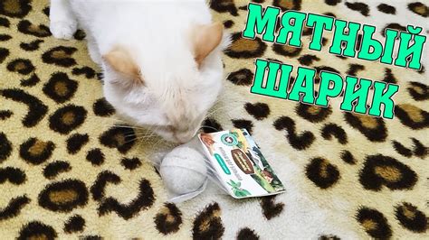 ВАСЕНЬКА И МЯТНЫЙ ШАРИК ИЗ ЗООМАГАЗИНА! - YouTube