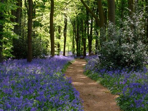 Best Walks For British Bluebells Bluebells British Garden Manor Garden