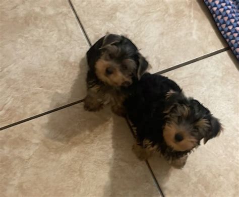 Yorkshire Terrier Puppies For Sale Clinton Ia