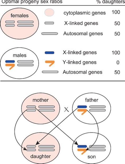 Figure From Genetic Conflict And Sex Chromosome Evolution Semantic