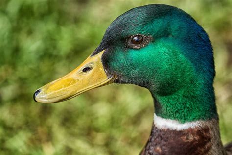 Mallard Duck Head Male Stock Images - Download 5,125 Royalty Free Photos