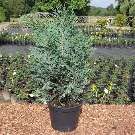 Chamaecyparis Lawsoniana Columnaris Online Bestellen