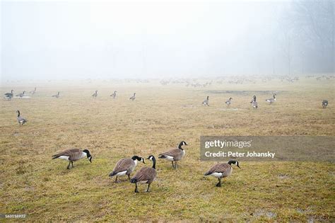 Canadian Geese Feeding High-Res Stock Photo - Getty Images