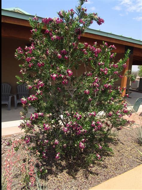 20 Fast Growing Shade Trees For South Texas Pictures Environment Go