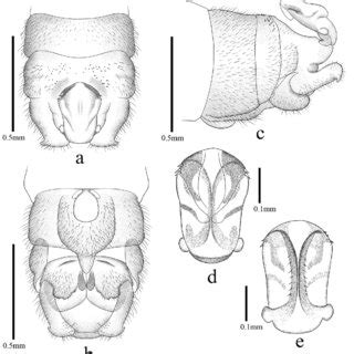 Nemoura Jixiangwangi Sp Nov Holotype Male A Terminalia Dorsal