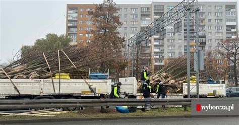 Zieleni nigdy dość Ponad 600 nowych drzew zostanie zasadzonych w tym