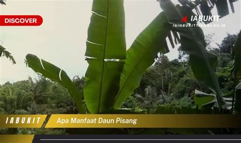 Bikin Penasaran Inilah Manfaat Daun Pisang Yang Wajib Diketahui