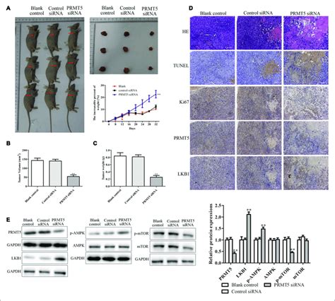 PRMT5 Promoted The Tumor Growth In Vivo Via LKB1 AMPK MTOR Signaling