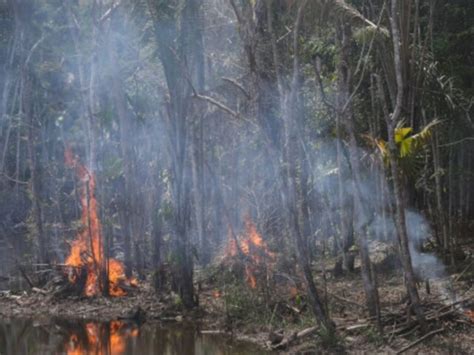 One Third Of Amazon Degraded By Human Activity Drought Study News18