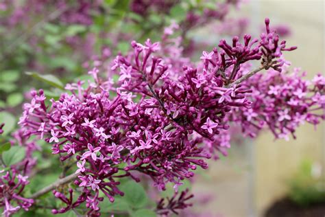 Bloomerang® Dark Purple Reblooming Lilac Syringa X Proven Winners