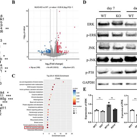 Mapk Signaling Was Involved In The Mlk Mediated Osteogenesis A C