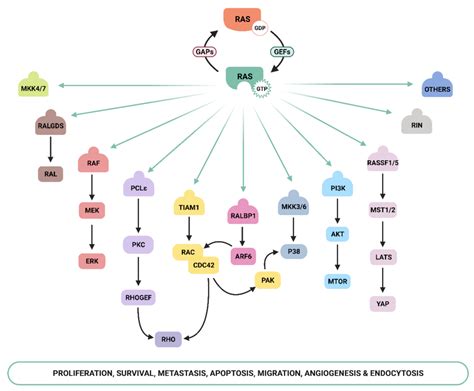 Genes Free Full Text The Importance Of Being PI3K In The RAS