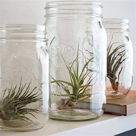 Air Plants In Mason Jars So Easy To Do And Looks Cool No Instructions