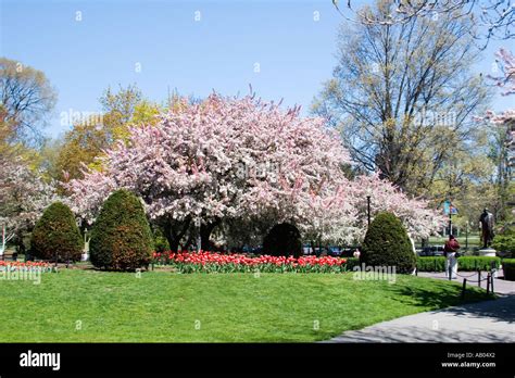 Rbol De Magnolia Y Flores En El Jard N P Blico De Boston En El Centro