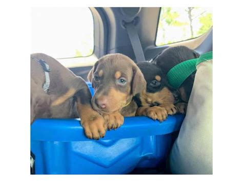 Doberman Puppies Miramar - Puppies for Sale Near Me