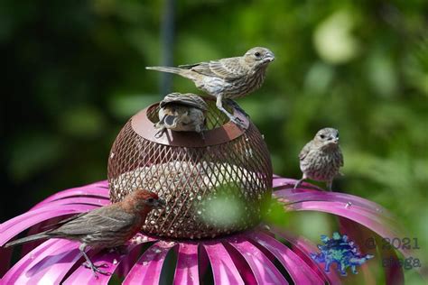 House Finches | Bird feeders, Outdoor decor, The outsiders