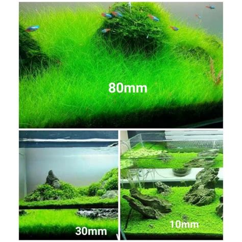 Jual Rumput Aquarium Aquascape Hias Artificial Imitasi Palsu Plastik