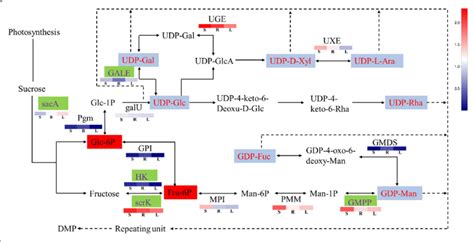 Proposed Pathways For Polysaccharide Biosynthesis In Dendrobium