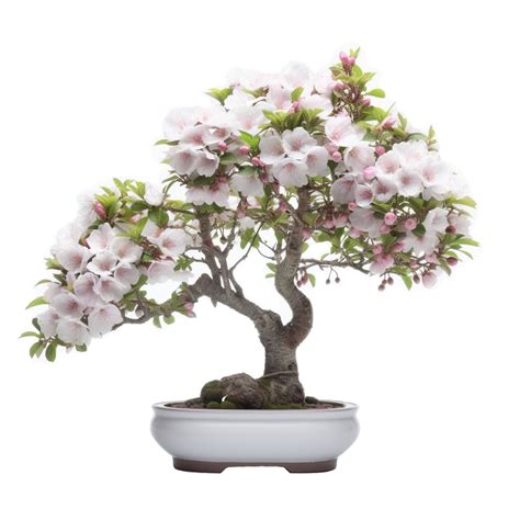 Crab Apple Bonsai Care Guide Miyagi Bonsai