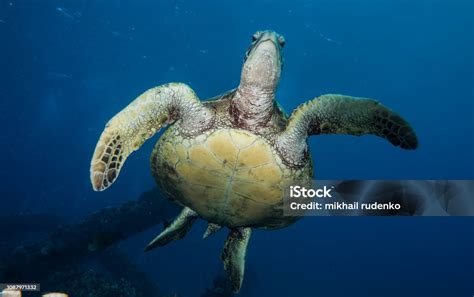 Scuba Diving Shipwreck Stock Photo - Download Image Now - Adventure ...