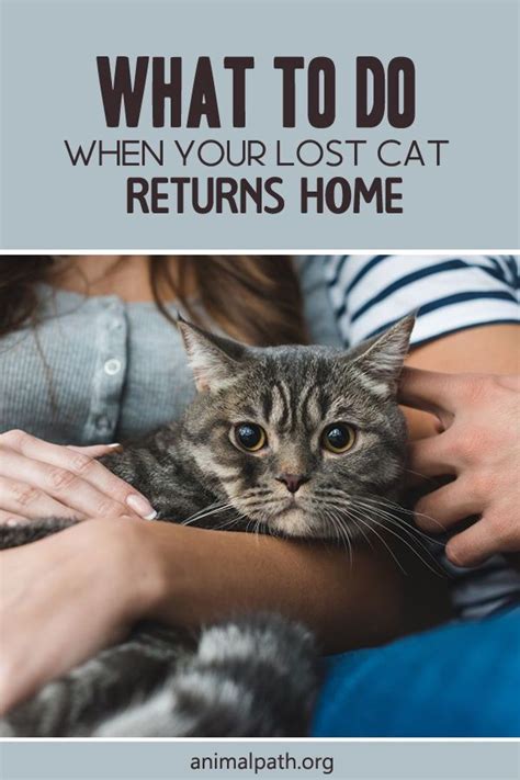 What To Do When Your Lost Cat Returns Home Lost Cat Cats Cat Health