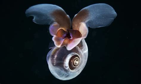 Sea Butterfly: All you Need to Know | Surf's Up Magazine