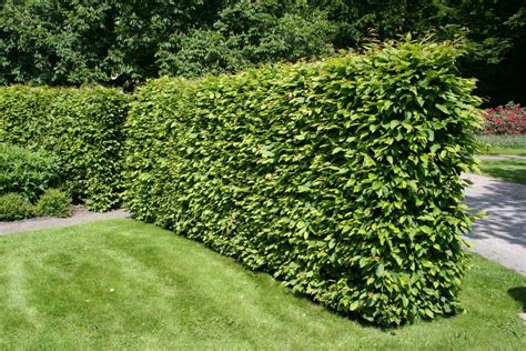 Кустарники (Много фото) - treepics.ru