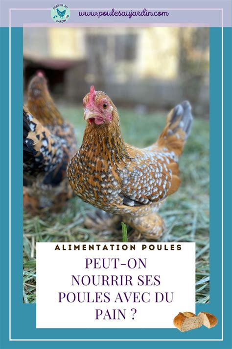 Peut On Donner Du Pain Aux Poules Poule Alimentation Poule Poule