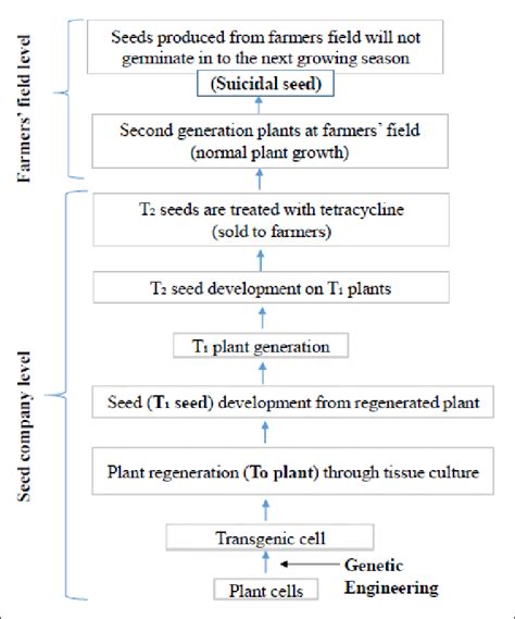 Schematic development of pure line terminator seeds through... | Download Scientific Diagram