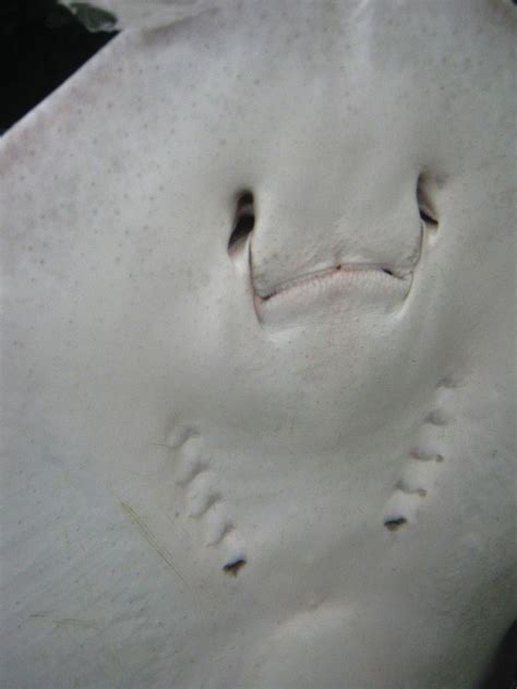 Close up Stingray Mouth by winterface on DeviantArt