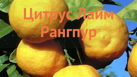 Цитрус обыкновенный Лайм Рангпур (laym rangpur) 🌿 обзор: как сажать ...