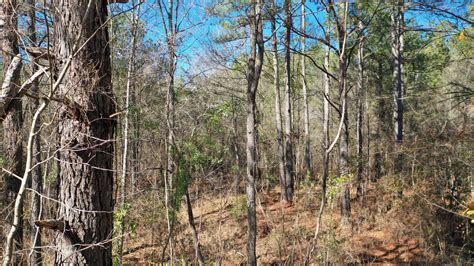 Twiggs County Ga 255 Acres Green Hill Land And Forestry