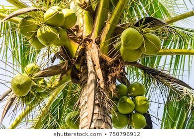 Coconut Palm Tree On Sky Background Stock Photo 750796912 Shutterstock