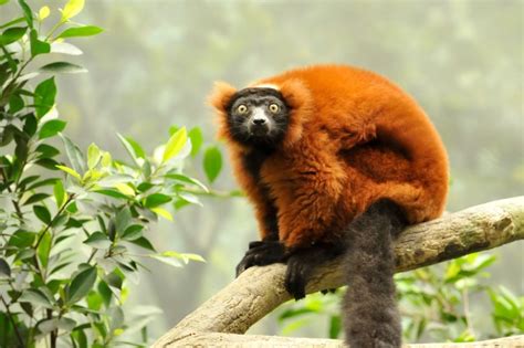 Masoala National Park | Madagascar | Wild Safari Guide