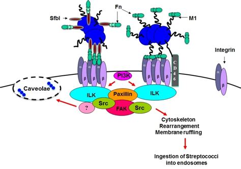 Adhesion And Invasion Of Streptococcus Pyogenes Into Host Cells And