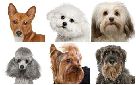 Hypoallergenic Dogs: List of 16 Hypoallergenic Dog Breeds With Photos