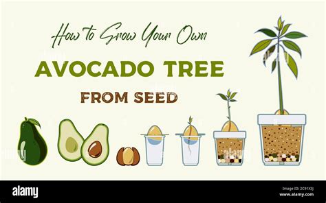 Avocado Tree Vector Growing Guide Poster Green Simple Instruction To