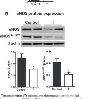 Testosterone T Exposure Increases Hypoxia Responsive Gene Expression