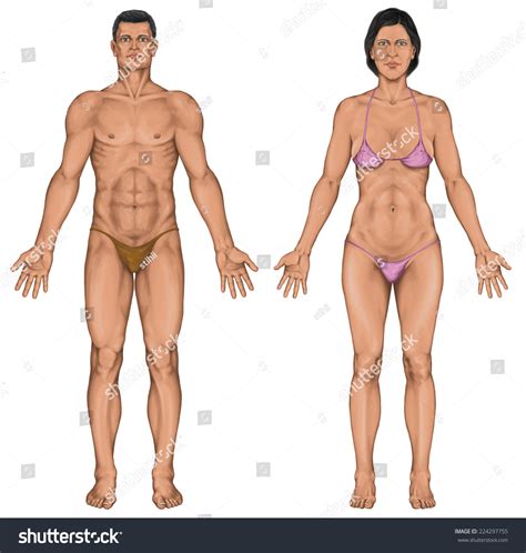 Male And Female Body Anatomy